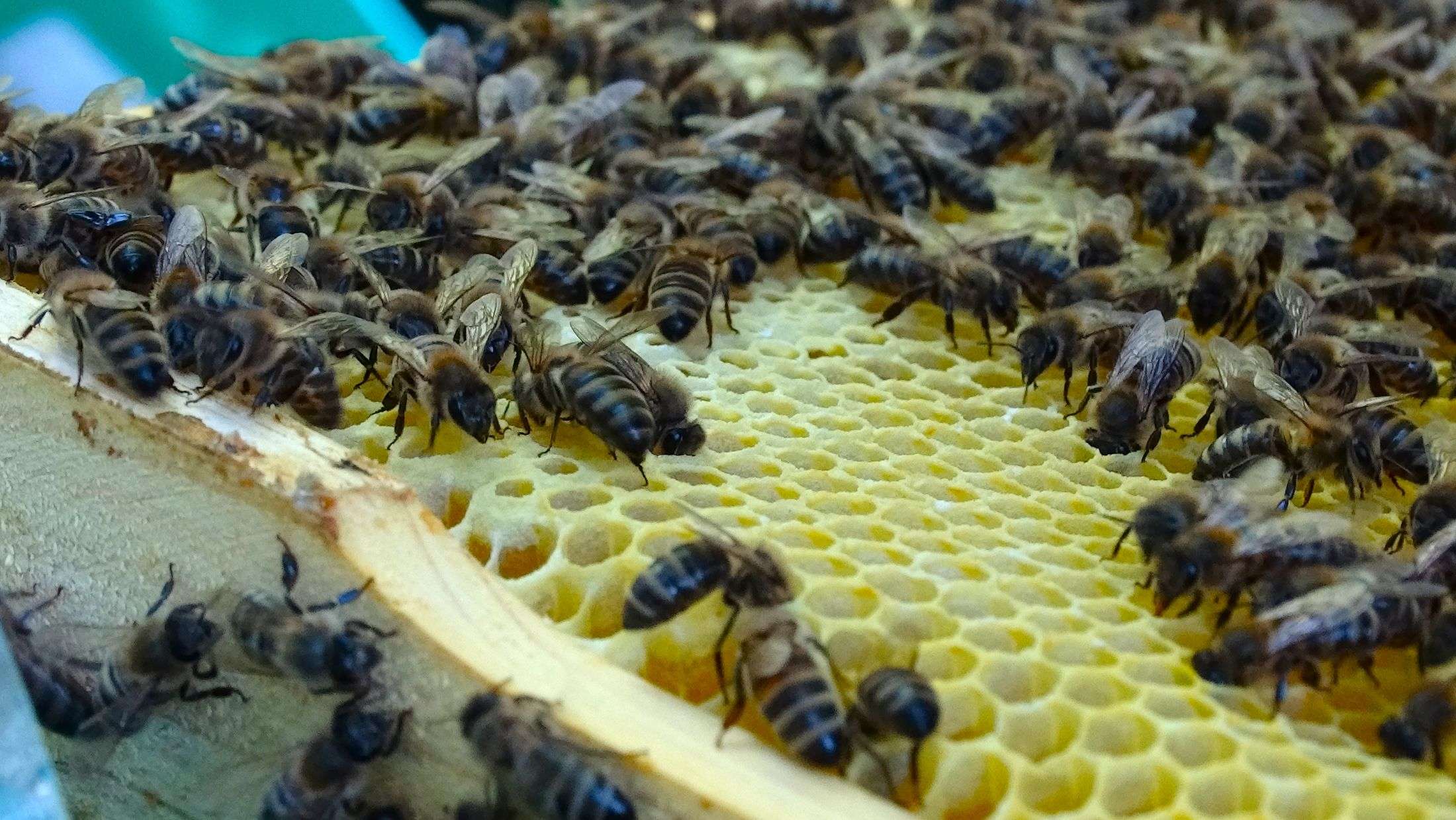 Honigbienen auf einer Wabe
